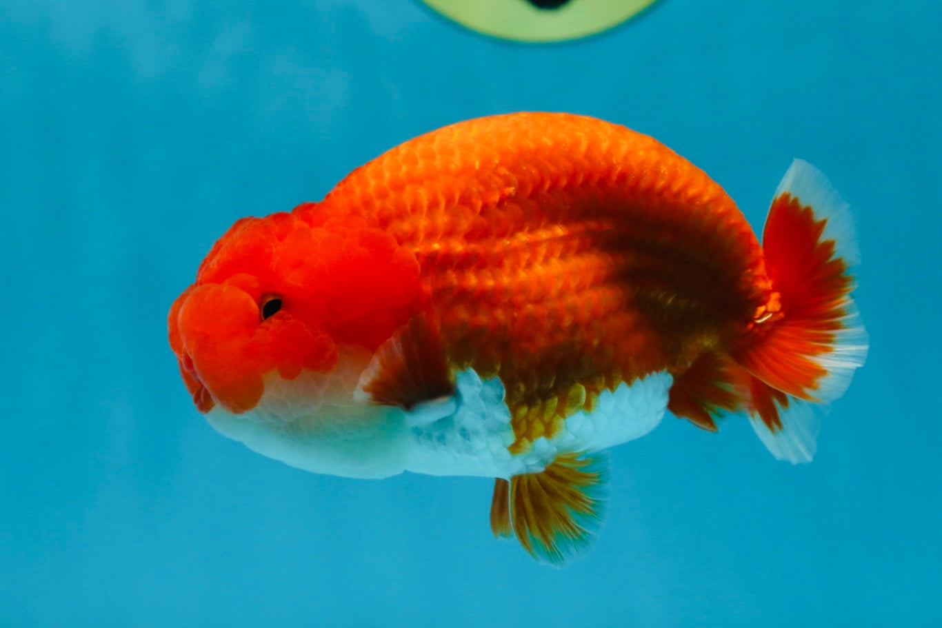 AAA Grade Red White LionKing 4.5  inches #053025LC_13