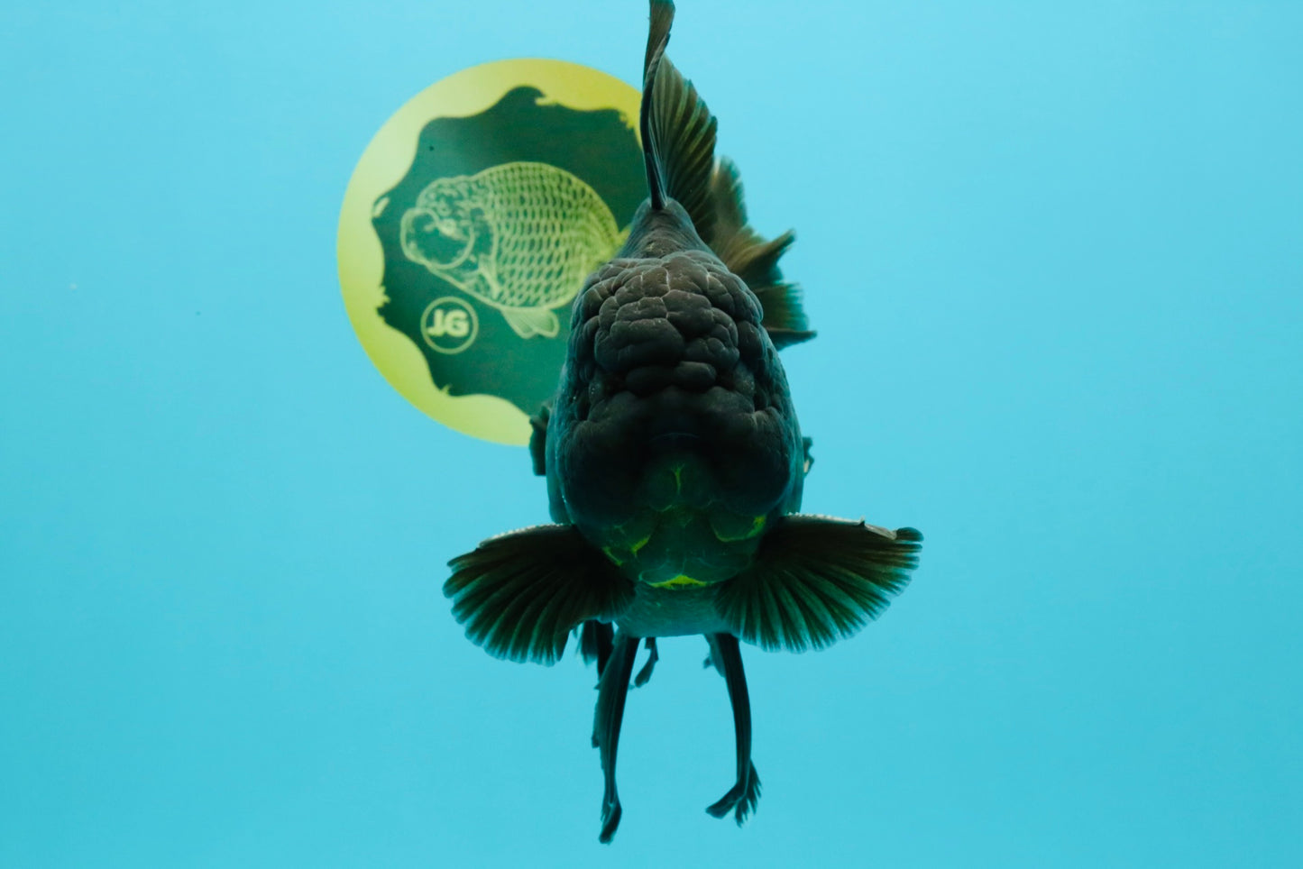 AAA Grade Godzilla Black Copper Oranda Male 7 inches #032026OR_01