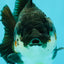 AAA Grade Panda Yuanbao Male 4.5-5 inches #082126YB_23