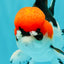 SUPER CUTE A Grade Tricolor Yuanbao Male 5.5 inches #051526YB_09