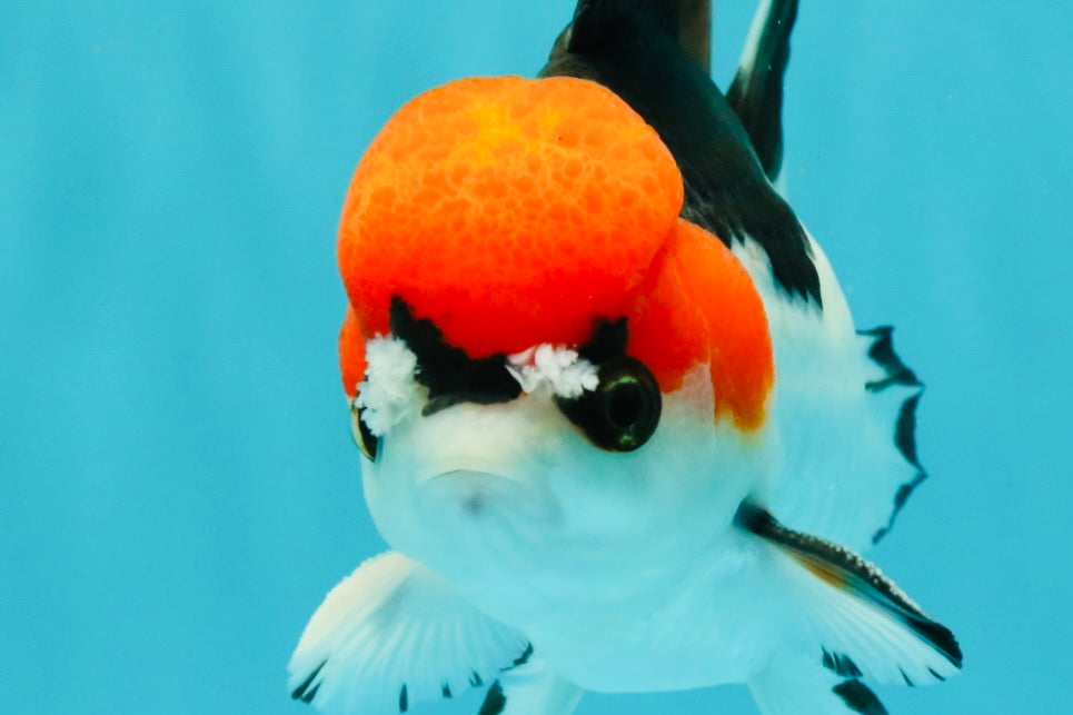 SUPER CUTE A Grade Tricolor Yuanbao Male 5.5 inches #051526YB_09