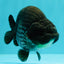 UNIQUE AAA Grade Strong Body Structure Platinum Blue Ranchu Female 4.5-5 inches #061926RC_09