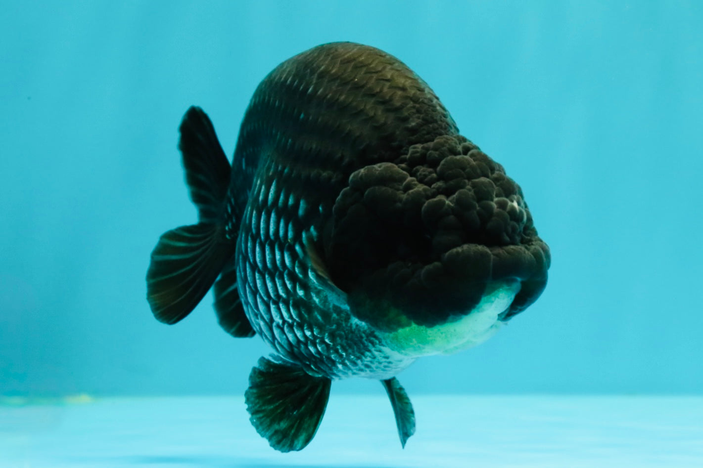 UNIQUE AAA Grade Strong Body Structure Platinum Blue Ranchu Female 4.5-5 inches #061926RC_09