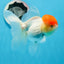 AAA Grade Red Cap Oranda Female 4.5-5 inches #0830OR_09