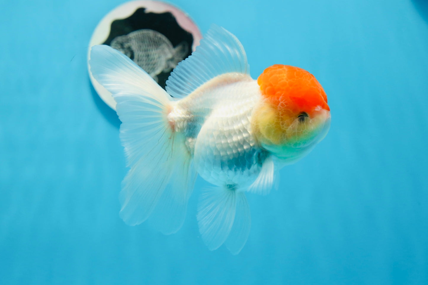 Oranda femelle à calotte rouge de catégorie AAA, 4,5 à 5 pouces #0830OR_09