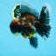 AAA Grade Calico Kirin Oranda 5.5-6 inches #080125OR_02