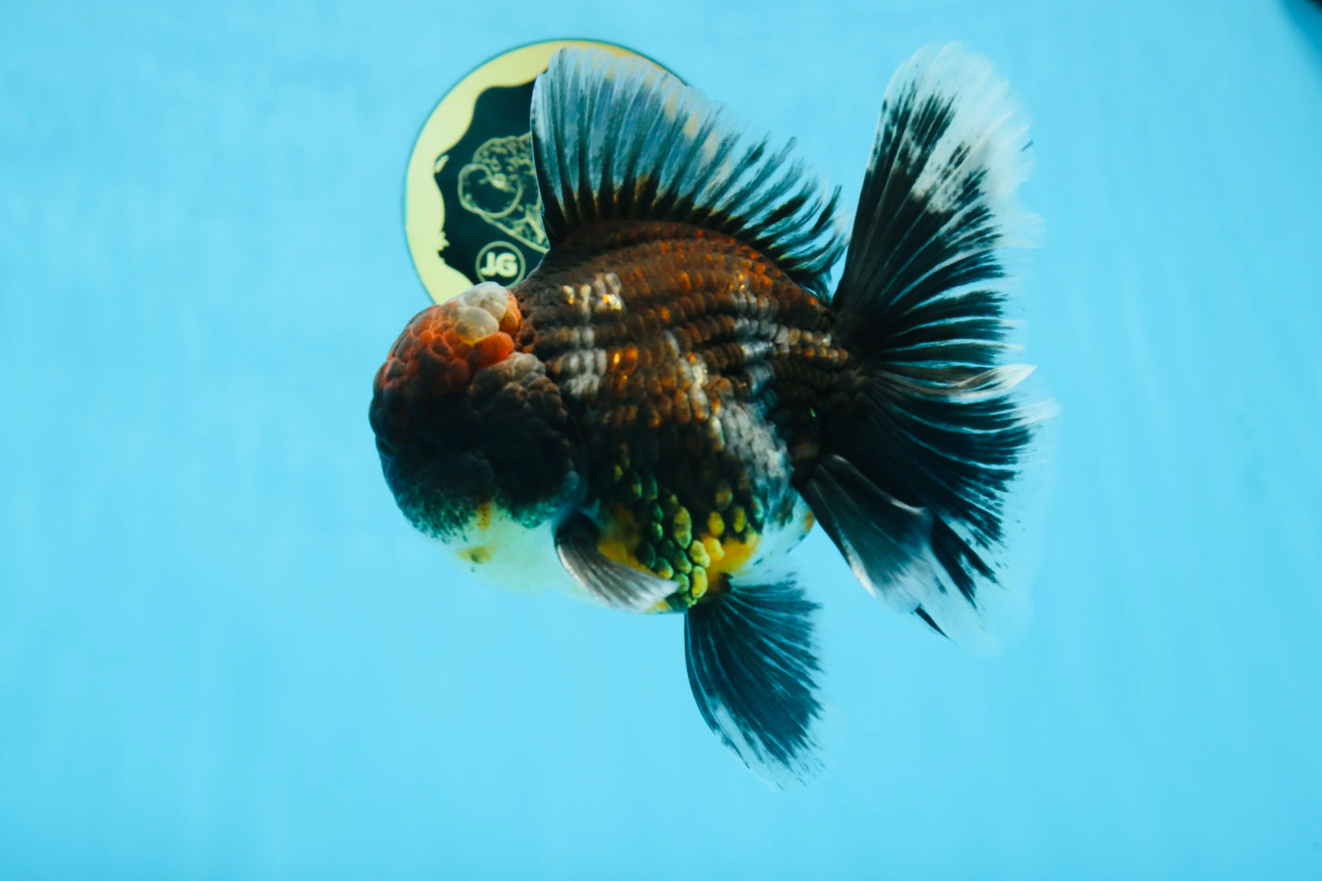 AAA Grade Calico Kirin Oranda 5.5-6 inches #080125OR_02