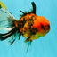 SPECIAL AAA Grade Tiger Oranda Male 6 inches #073126OR_23