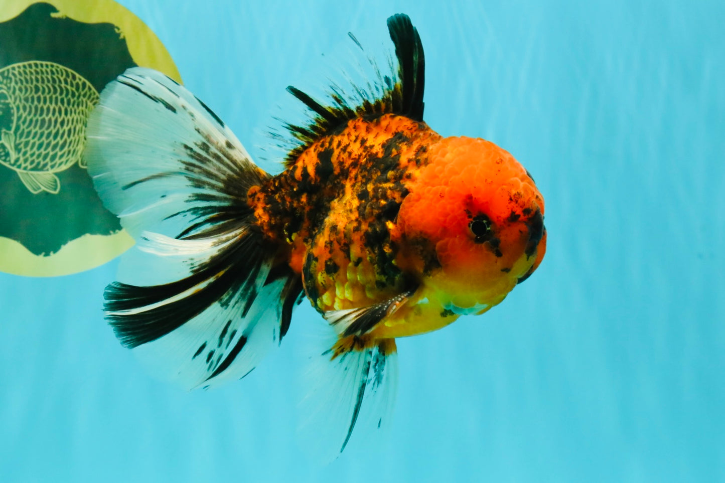 SPECIAL AAA Grade Tiger Oranda Male 6 inches #073126OR_23