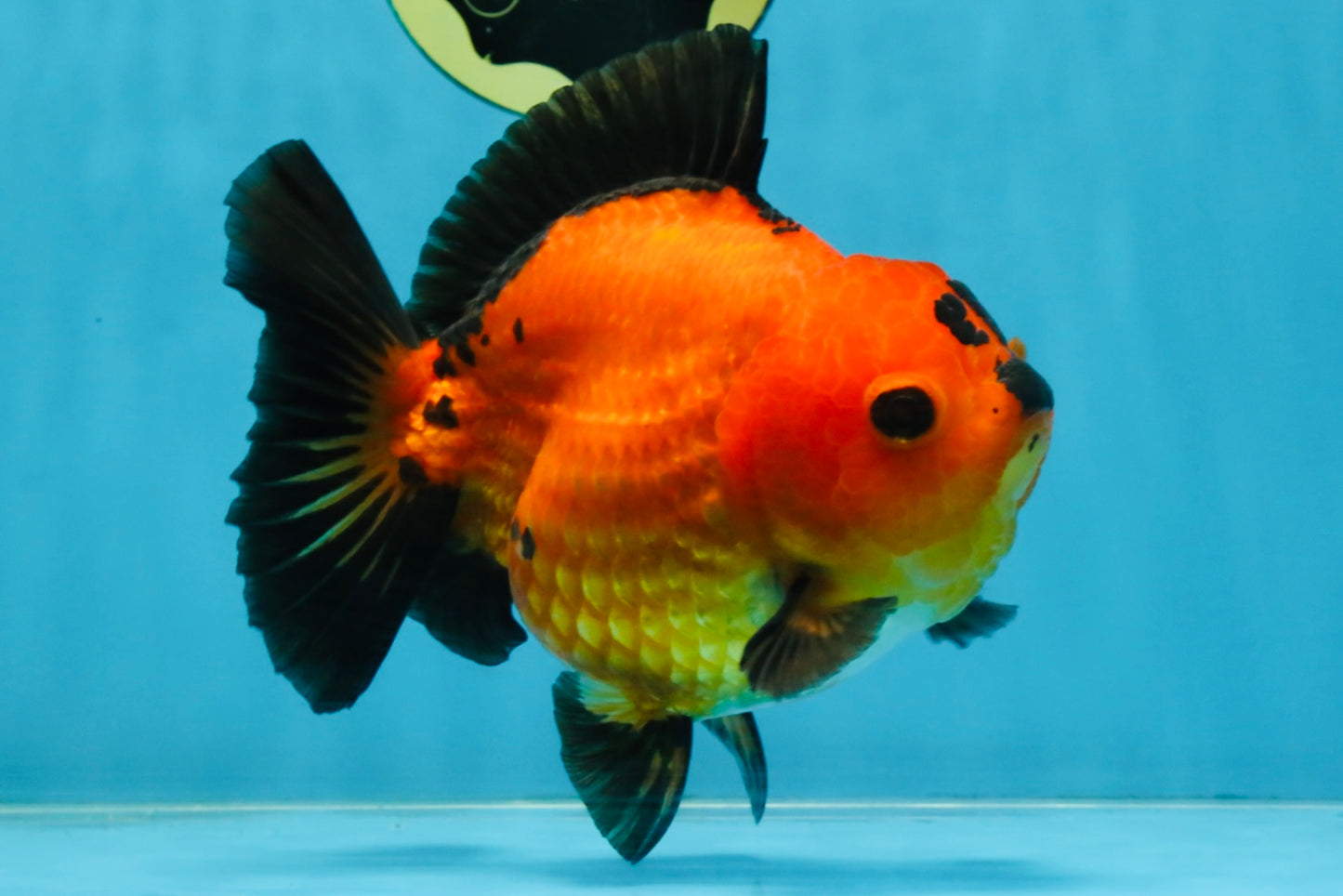 CHONKY A Grade Apache Yuanbao Female 5.5 inches #112825YB_17