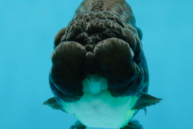 A Grade Black LionKing 4.5 inches #052325LC_19