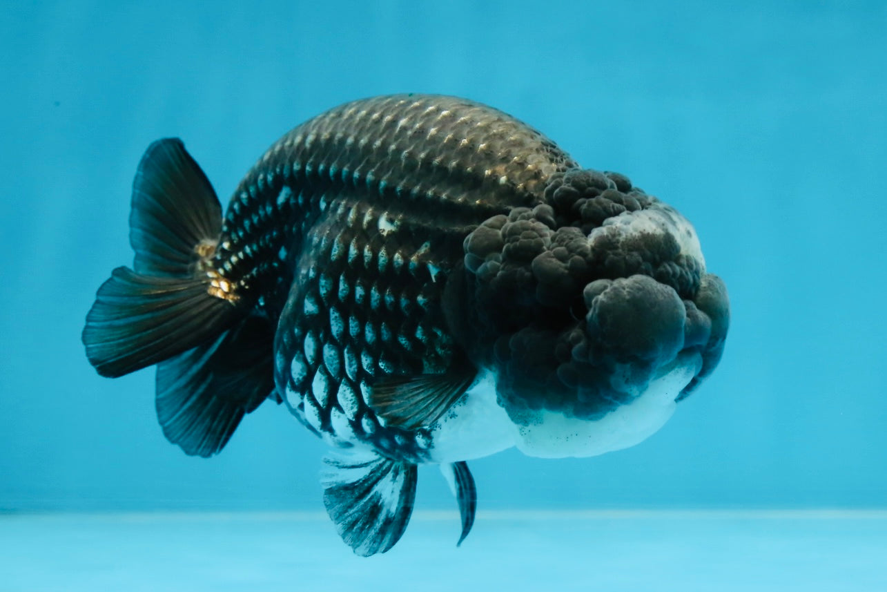 AAA Grade CHONKY Blue LionQueen 4.5 inches #100325LC_10