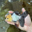 AAA Grade Panda Oranda Male 5-5.5 inches #062725OR_13