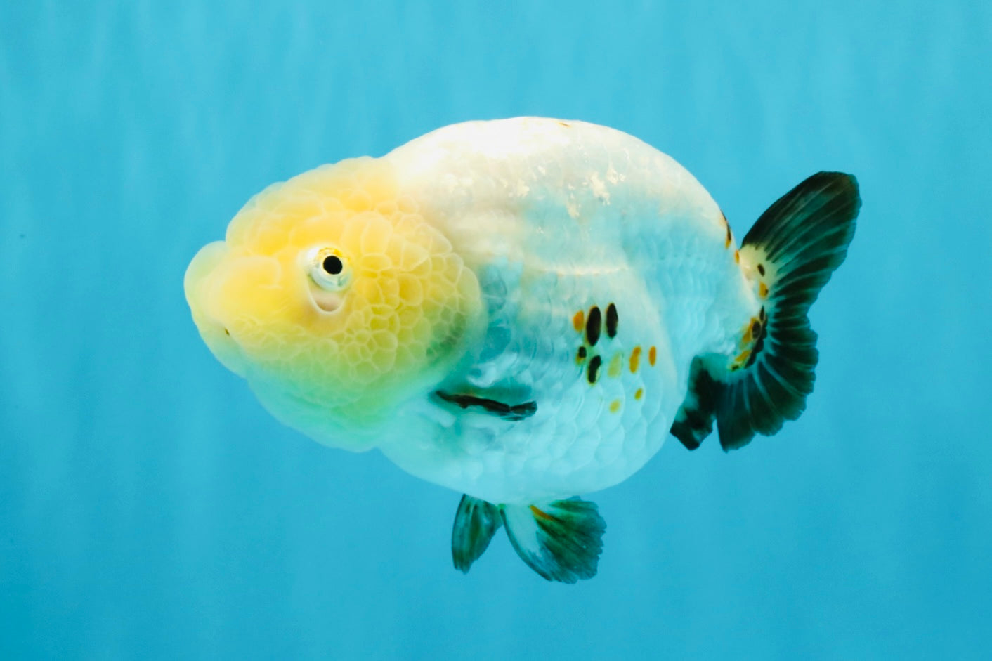 Chinese Sakura Ranchu Female 5-5.5 inches #041026RC_19