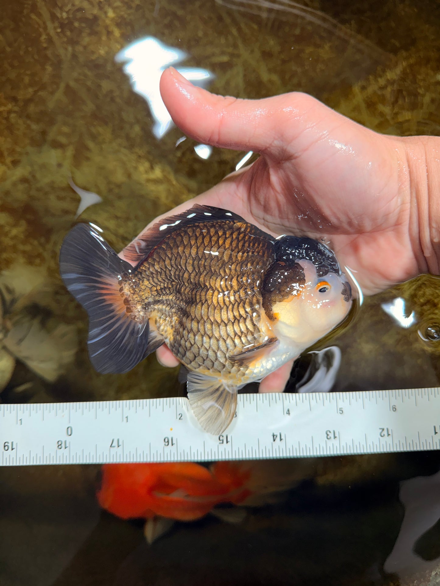 CHUBBY A Grade Tricolor Yuanbao Male 5-5.5 inches #121925YB_10