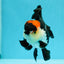 Oranda tricolor Batman de grado A, hembra, 5 pulgadas, n.° 0510OR_13