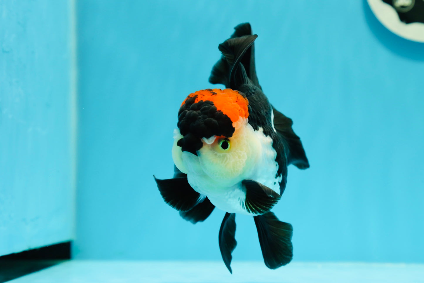 Oranda tricolor Batman de grado A, hembra, 5 pulgadas, n.° 0510OR_13