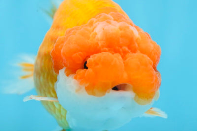 CHUBBY Red White Lionchu Female 5 inches #091225LC_04