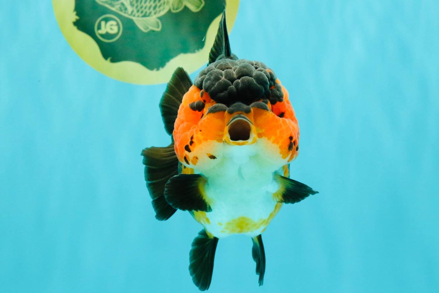 SUPER CUTE AAA Grade Tricolor Yuanbao Female 5 inches #062626YB_16