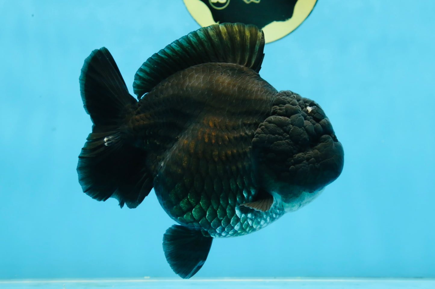 AAA Grade Godzilla Black Yuanbao Female 5 inches #101025YB_22