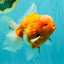 CHONKY A Grade Sakura Oranda Male 6 inches #070626OR_13