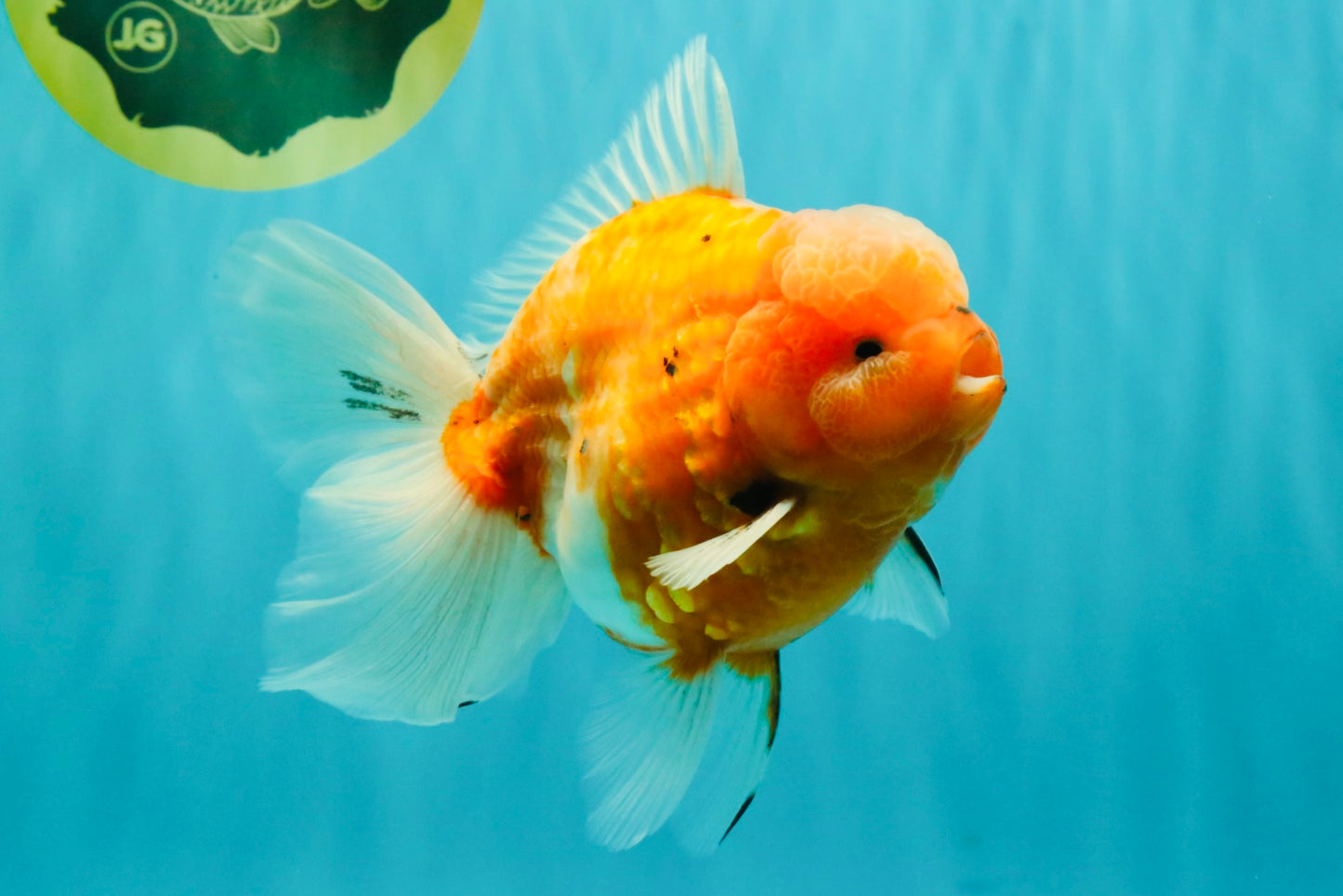 CHONKY A Grade Sakura Oranda Male 6 inches #070626OR_13