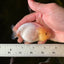 👶Baby Lemonhead Snow White Lionchu Female 3.5 inches #0209LC_24
