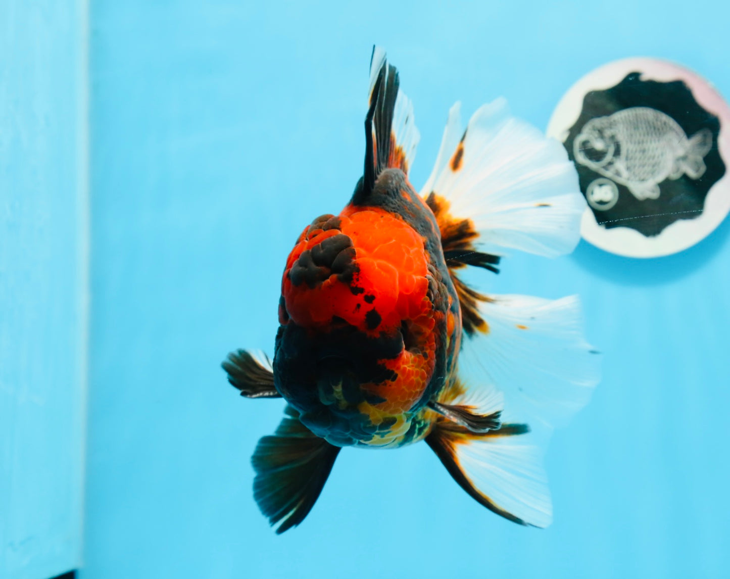 AAA Grade Special Tiger Oranda Male 6-6.5 inches #0913OR_20