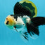 Panda Oranda Male 5.5-6 inches #032726OR_13
