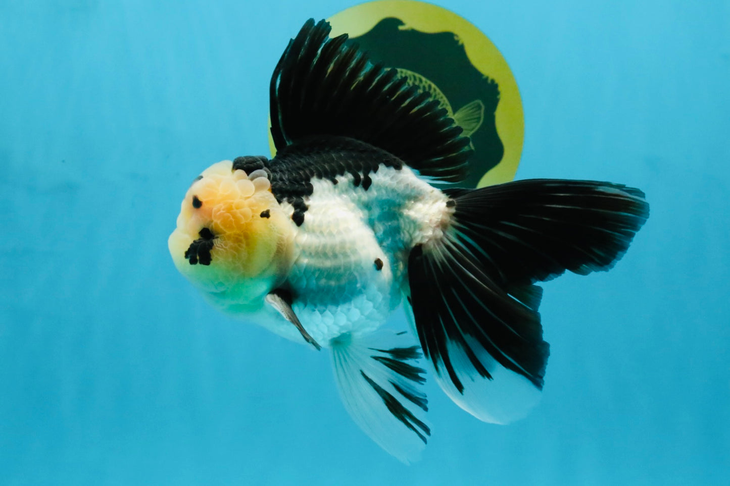 Panda Oranda Male 5.5-6 inches #032726OR_13