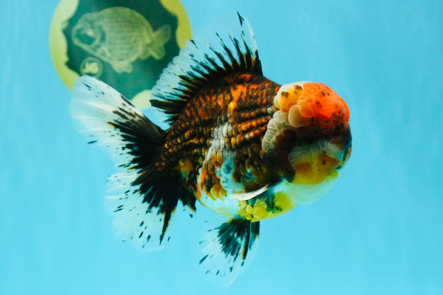 GIANT SUPER AAA Grade Godzilla Kirin Calico Oranda Male 6.5-7 inches #030626OR_06