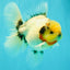 CHONKY AAA Grade Marble Button Eyes Oranda Male 6 inches #061926OR_27
