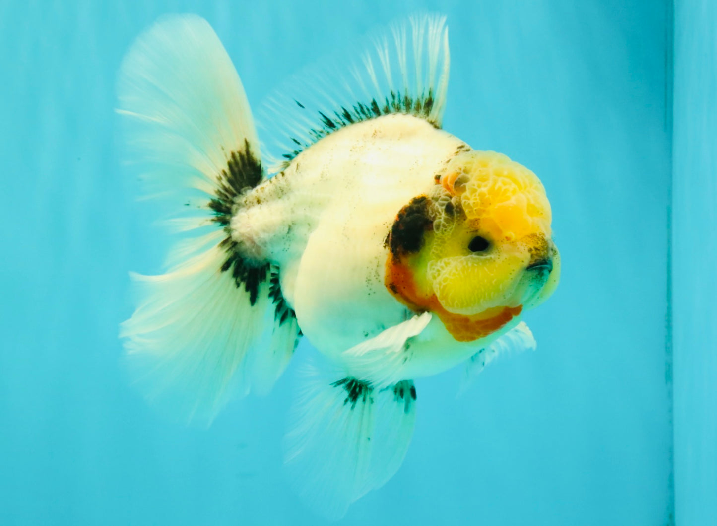 CHONKY AAA Grade Marble Button Eyes Oranda Male 6 inches #061926OR_27