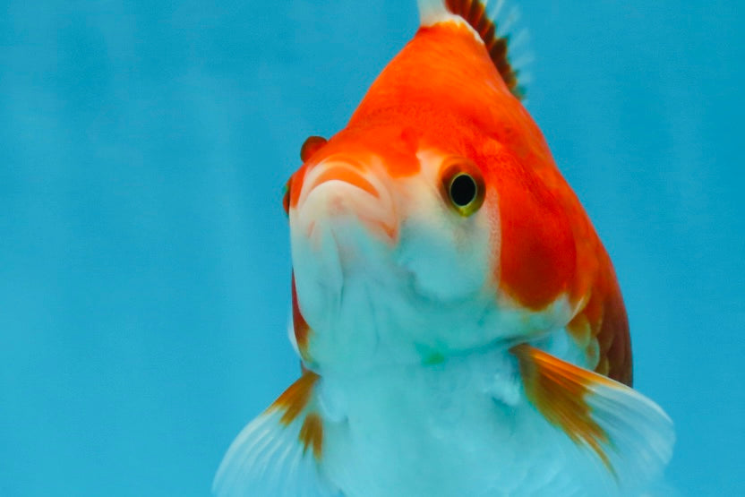 A Grade Red White Ryukin Female 5 inches #071125RK_20