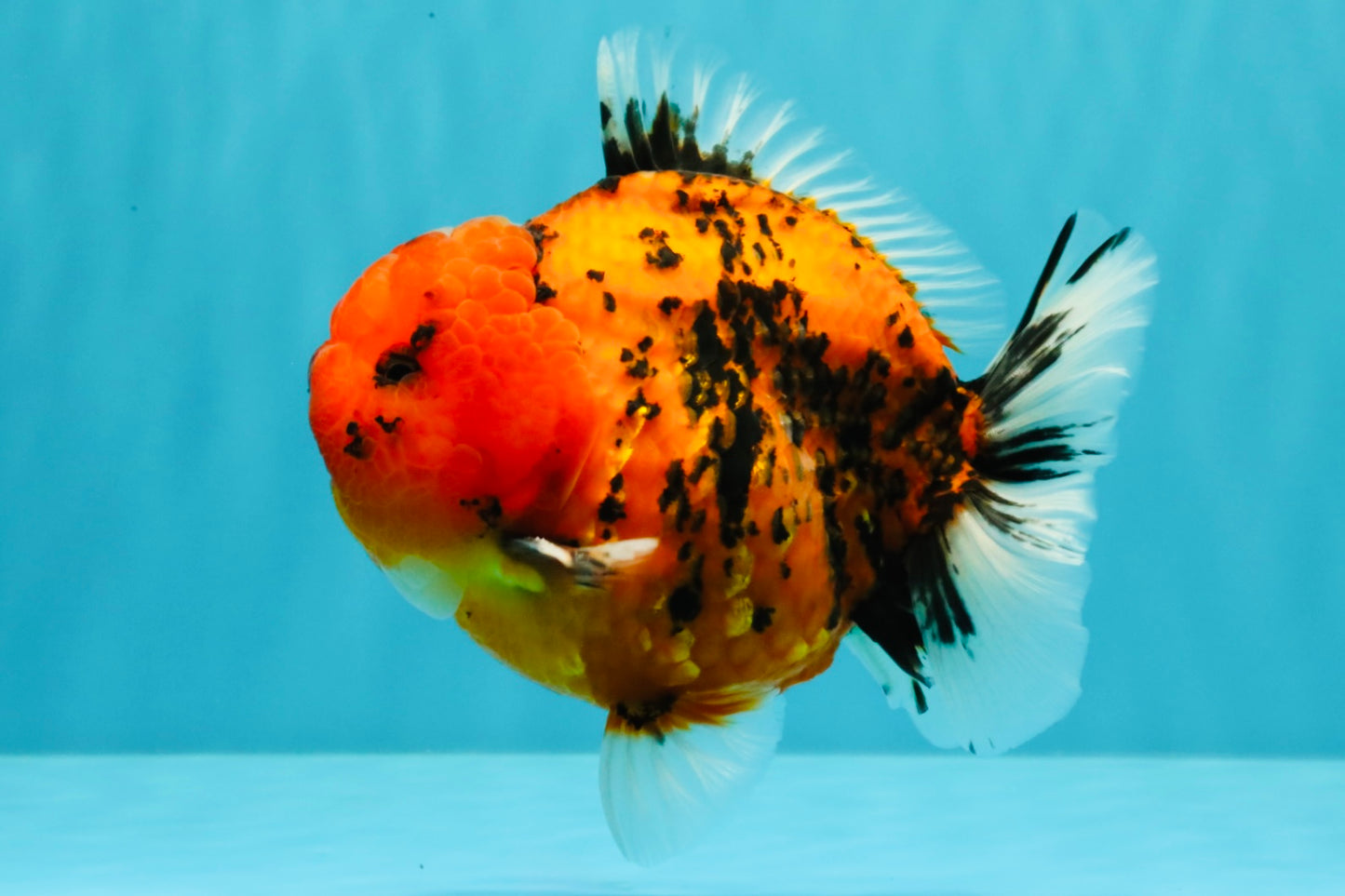 AAA Grade Godzilla Tiger Yuanbao Male 5-5.5  inches #031326YB_21