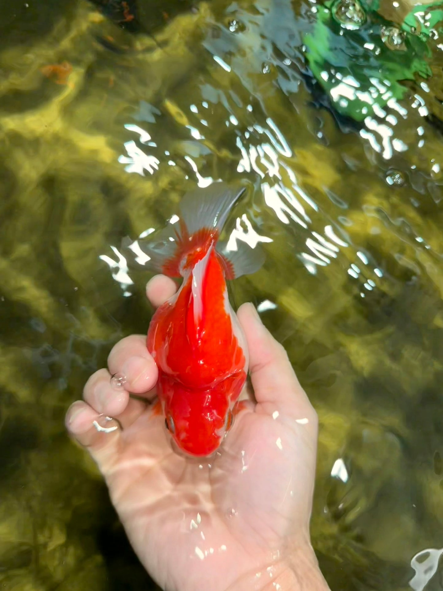 A Grade Red White Ryukin Female 4.5 inches #111425RK_10