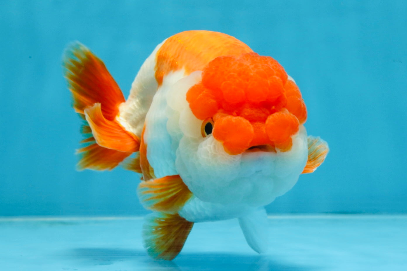 A Grade Red White LionKing 5.5-6 inches #103125LC_10