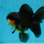 A Grade Tricolor Oranda Male 4.5 inches #053025OR_18