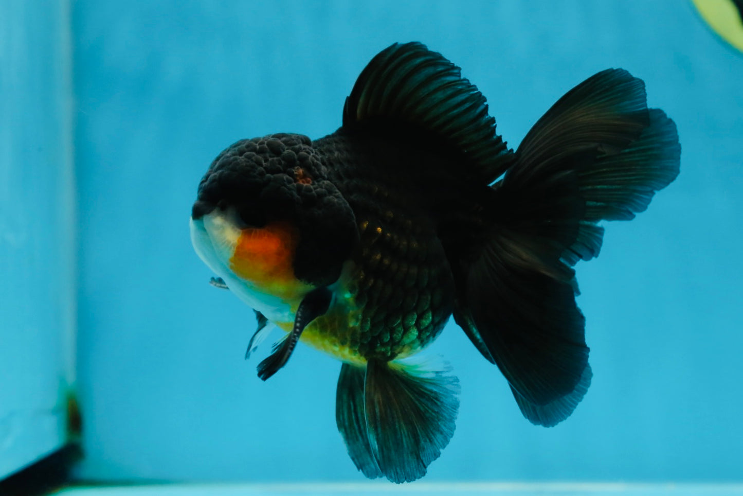 A Grade Tricolor Oranda Male 4.5 inches #053025OR_18