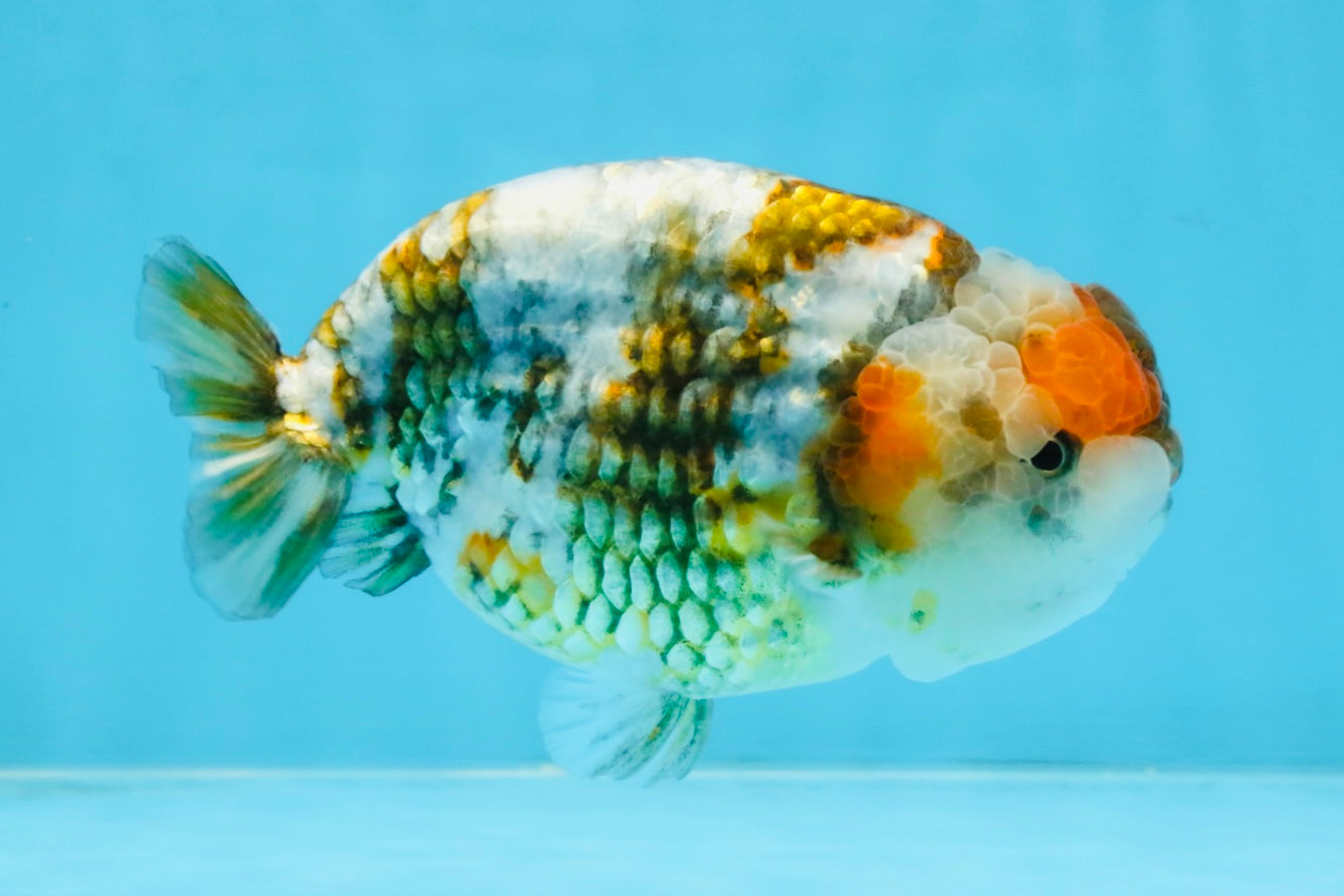 A Grade Calico Blue Base LionQueen 5 inches #103125LC_17