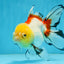 ADRORABLE Lemonhead Oranda Female 5-5.5 inches #091225OR_18
