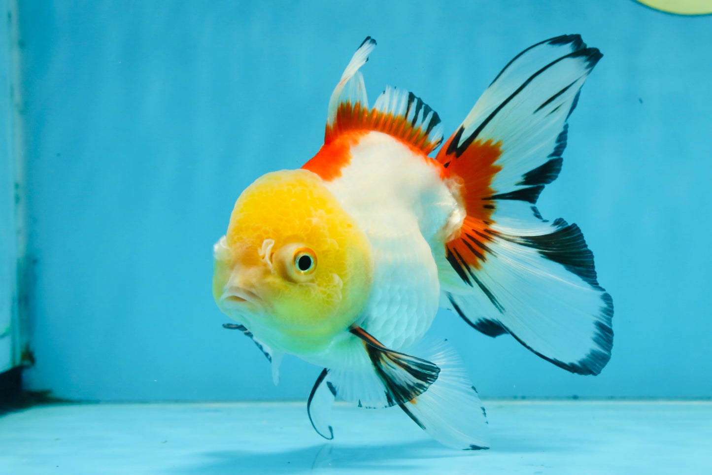 ADRORABLE Lemonhead Oranda Female 5-5.5 inches #091225OR_18