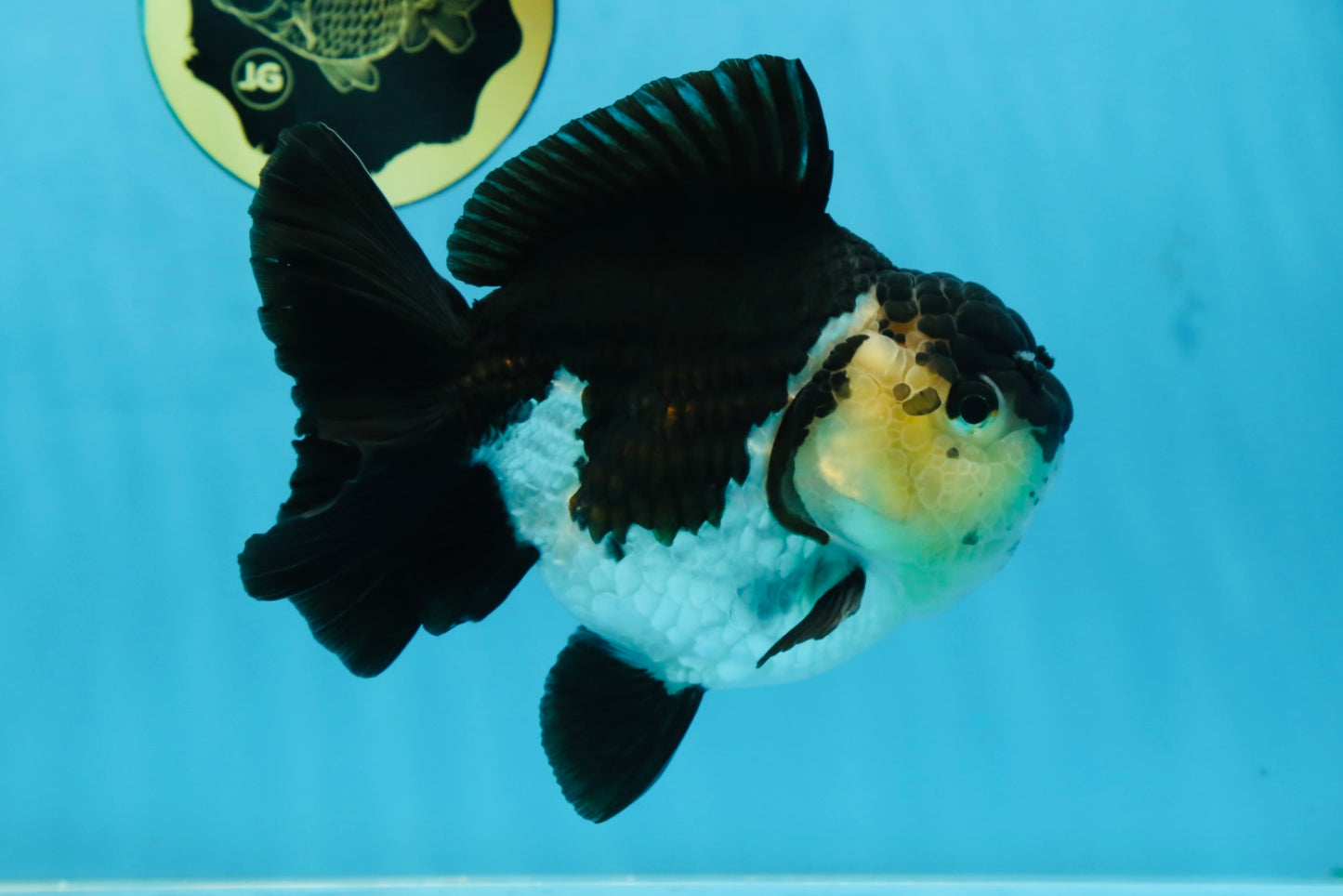 A Grade Panda Button Eyes Yuanbao 6 inches #080825YB_26