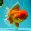 AAA Grade Super Jumbo Red White  Oranda Male 8-8.5 inches #062626OR_04