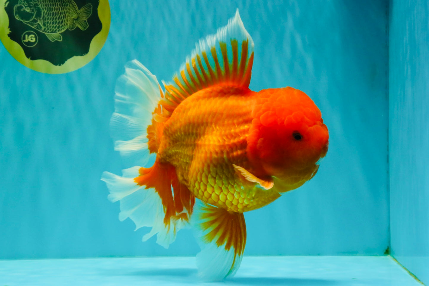AAA Grade Super Jumbo Red White  Oranda Male 8-8.5 inches #062626OR_04