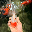 SPECIAL A Grade Tancho Sakura Oranda Male 5.5-6 inches #073126OR_09