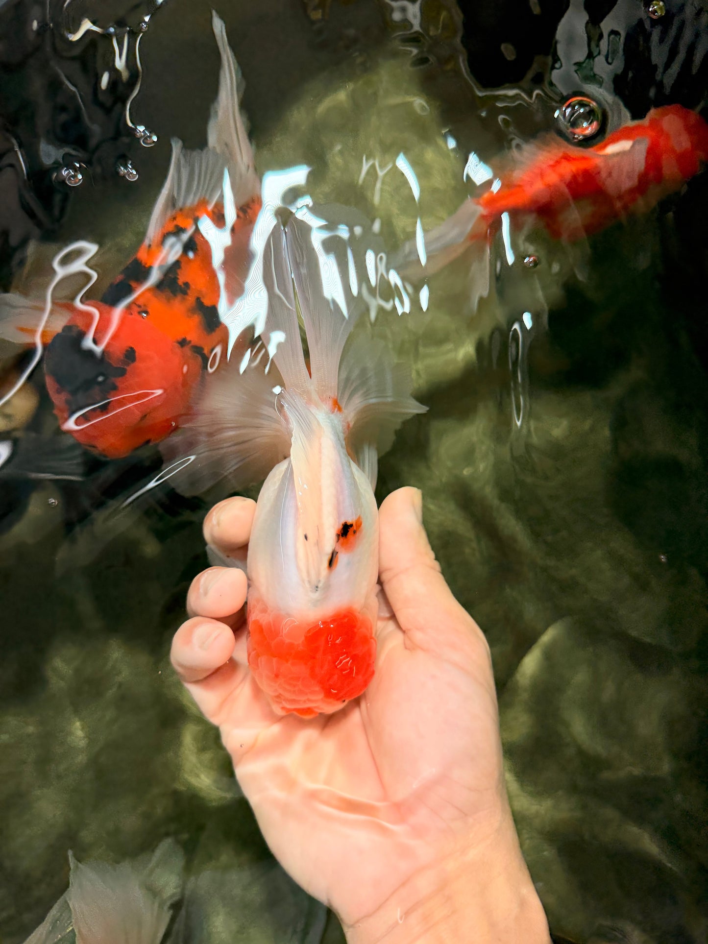 SPECIAL A Grade Tancho Sakura Oranda Male 5.5-6 inches #073126OR_09