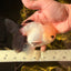 Panda Oranda Male 5 inches #032026OR_12