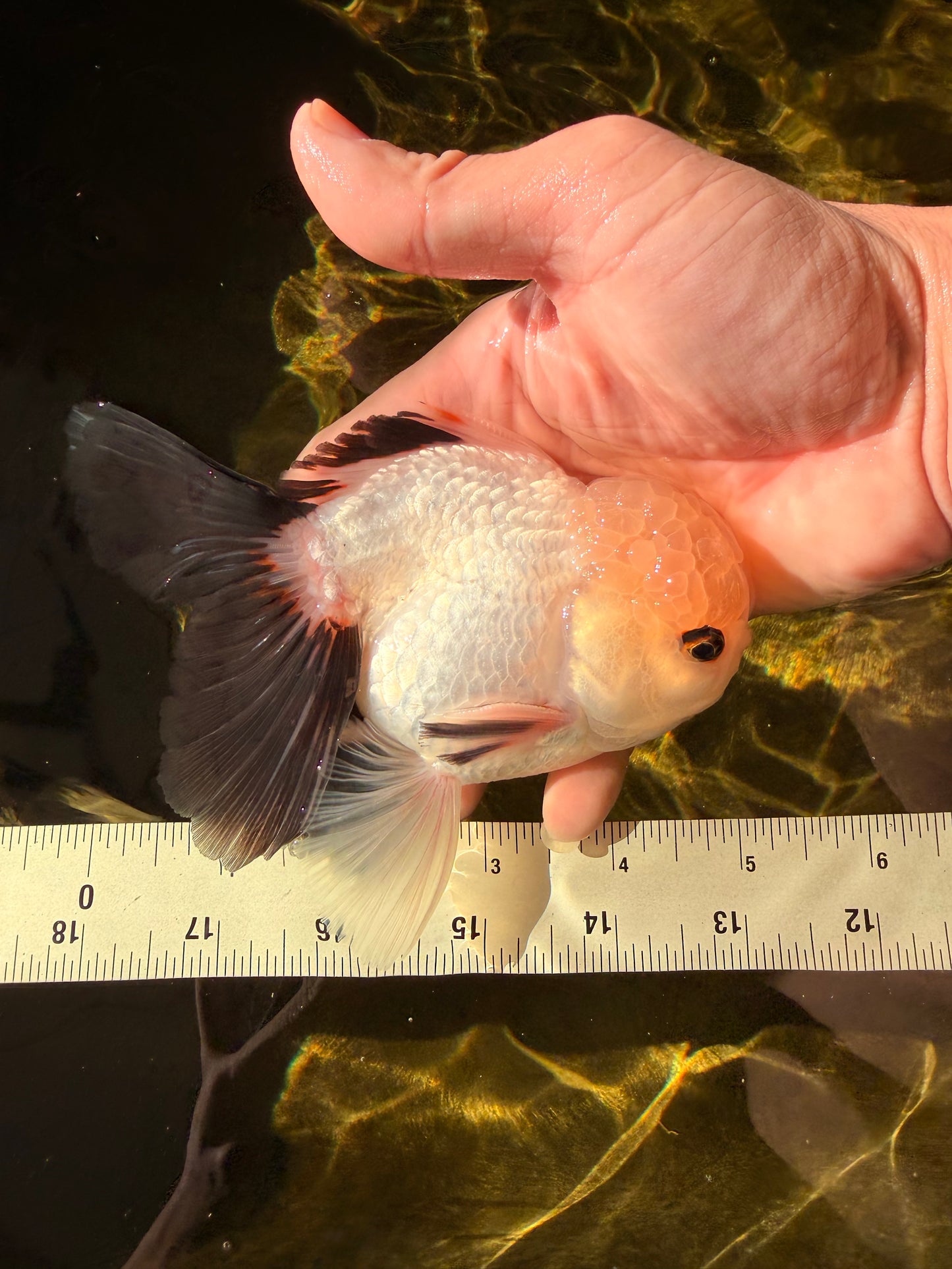 Panda Oranda Male 5 inches #032026OR_12