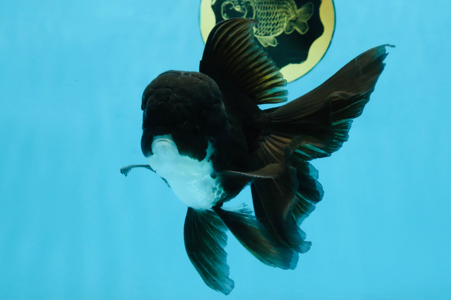 BATMAN A Grade Panda Oranda Male 5.5-6 inches #111425OR_19